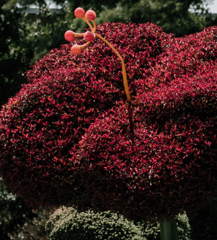 plant in garden