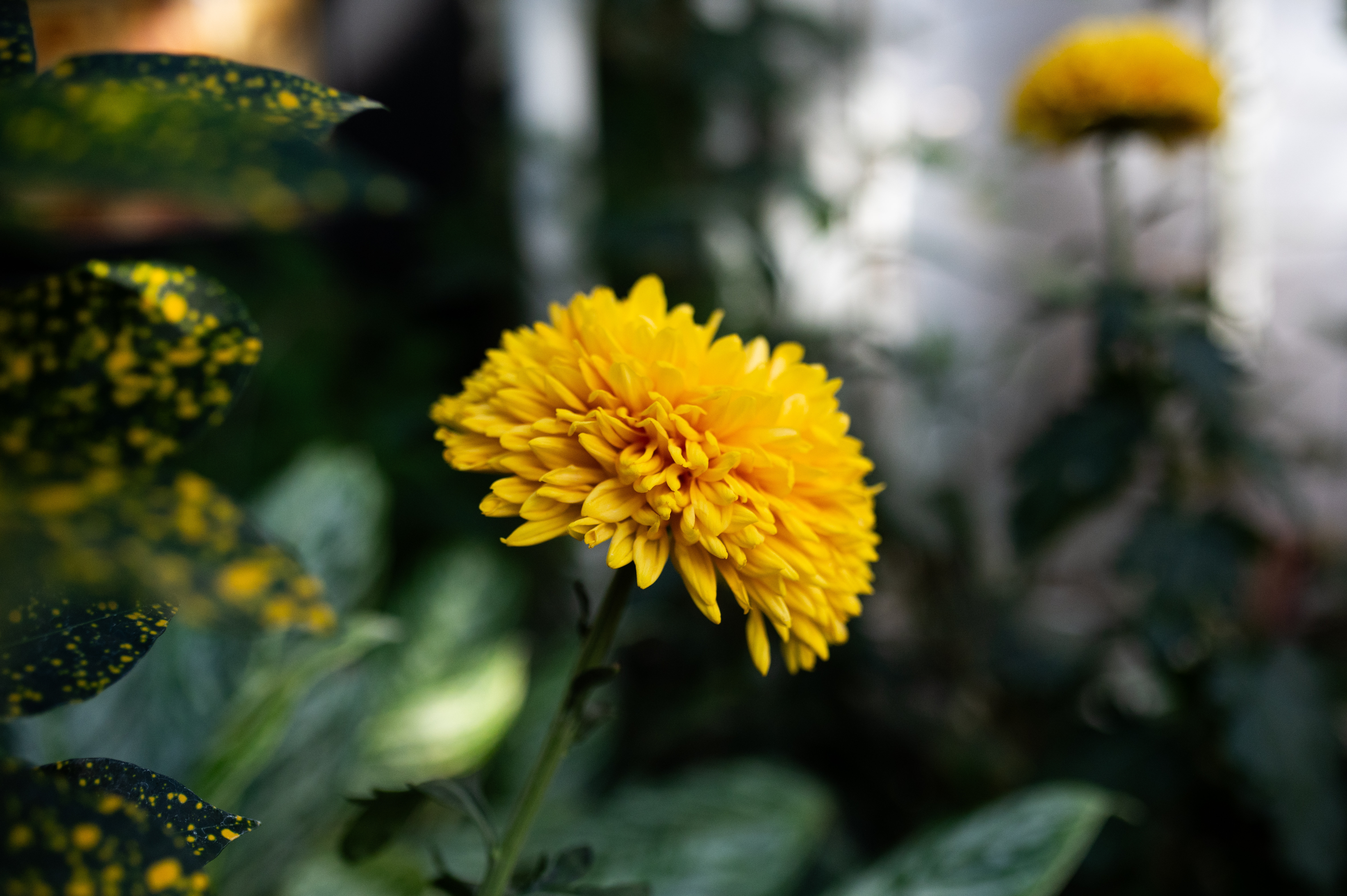 Daisy Flower